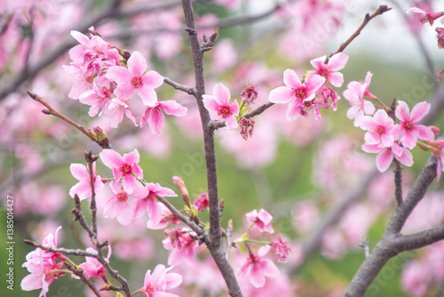 Pink cherry blossoms in spring
