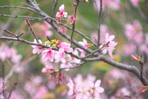 Pink cherry blossoms in spring
