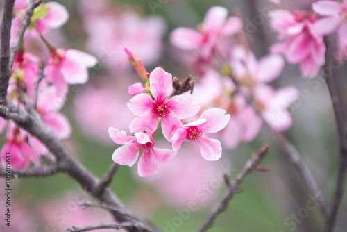 Pink cherry blossoms in spring
