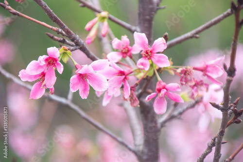Pink cherry blossoms in spring