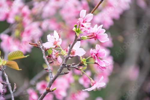 Pink cherry blossoms in spring