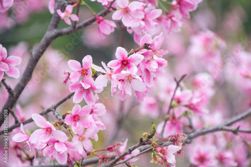 Pink cherry blossoms in spring