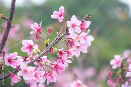 Pink cherry blossoms in spring