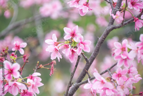 Pink cherry blossoms in spring