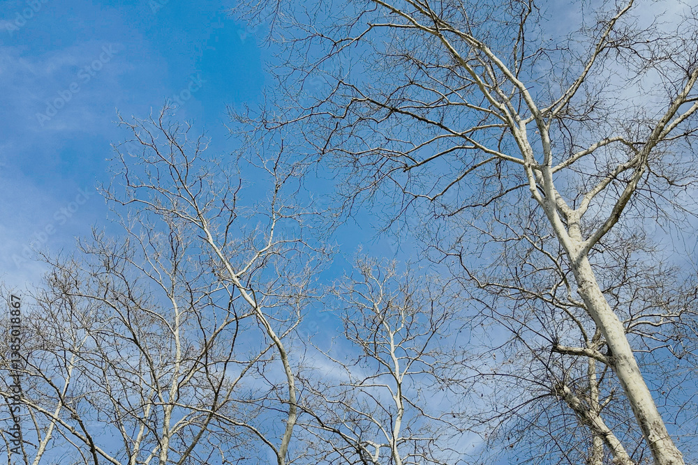 Spring nature background with tree trunks and branches against the blue sky on a bright sunny day. Spring nature background with tree trunks and branches against the blue sky on a bright sunny day.