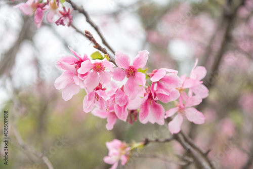 Pink cherry blossoms in spring