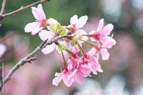 Pink cherry blossoms in spring