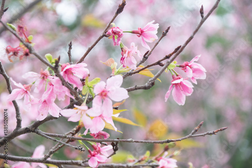 Pink cherry blossoms in spring