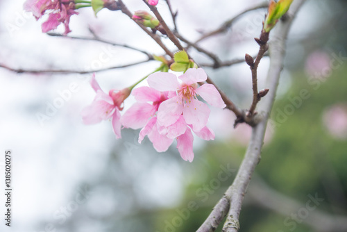 Pink cherry blossoms in spring