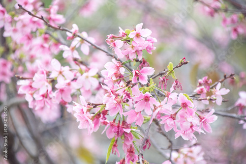 Pink cherry blossoms in spring