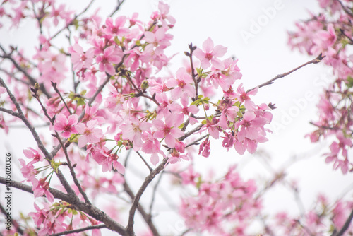 Pink cherry blossoms in spring