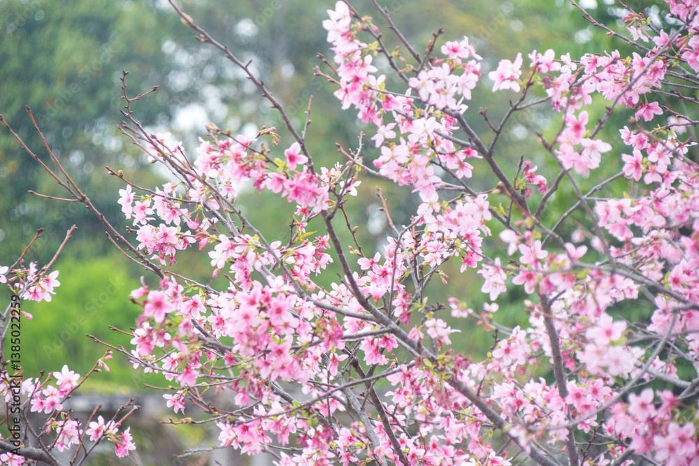 Pink cherry blossoms in spring Pink cherry blossoms in spring