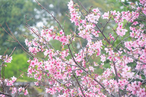 Pink cherry blossoms in spring