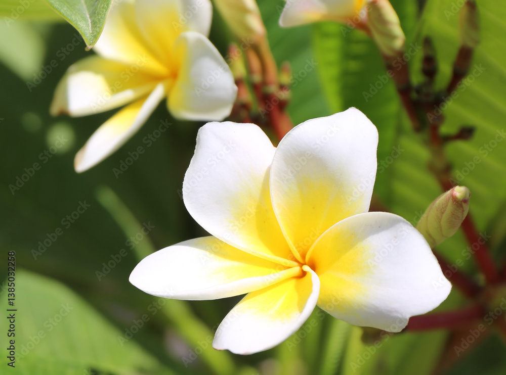 Close up of Plumeria Alba flower with Bud in Famagusta, Northern Cyprus Close up of Plumeria Alba flower with Bud in Famagusta, Northern Cyprus