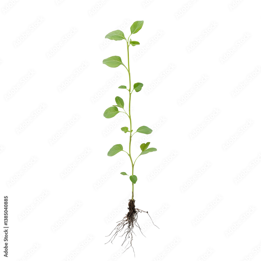 Fototapeta premium Sapling growth journey from seed to roots displayed against a plain background, Sapling Growth The Journey from Seed to Roots, Transparent background