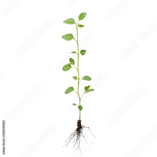 Sapling growth journey from seed to roots displayed against a plain background, Sapling Growth The Journey from Seed to Roots, Transparent background