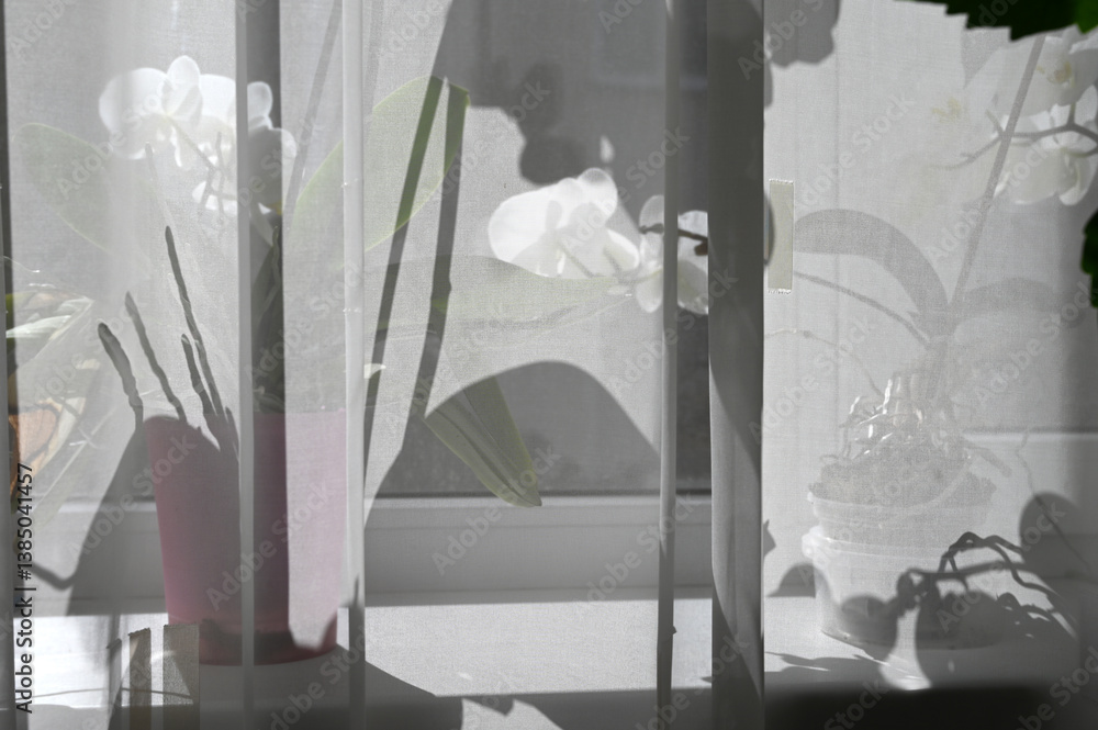 Sunlight pours in through sheer curtains, creating delicate shadows of potted plants on a windowsill.