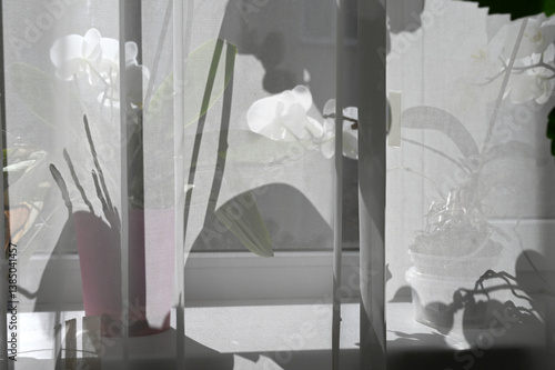 Obraz na płótnie Sunlight pours in through sheer curtains, creating delicate shadows of potted plants on a windowsill. w salonie