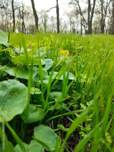 Wallpaper Mural spring in the garden Torontodigital.ca