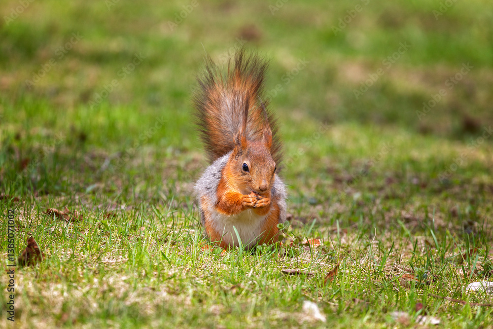 Red squirrel sits on the grass close up