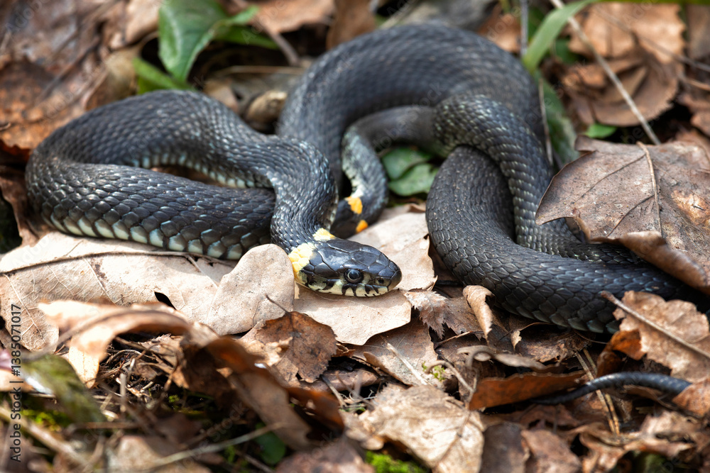 Grass snake lies on old foliage. Close up