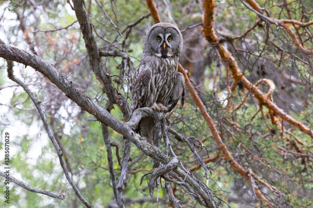 Great gray owl sitting on a tree branch close up