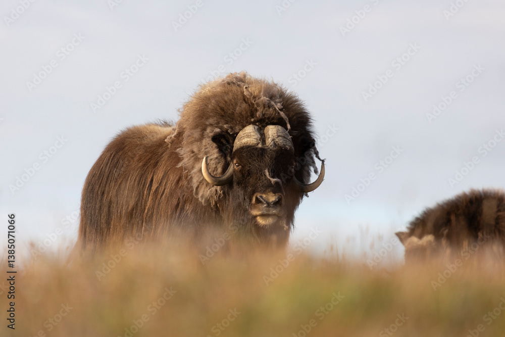 Male muskox in tundra. Republic of Sakha, Yakutia, Russia