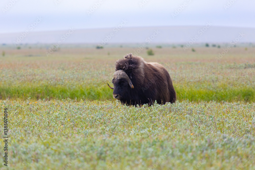 Male muskox in tundra. Republic of Sakha, Yakutia, Russia