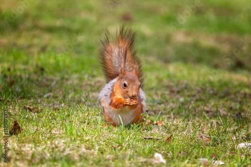 Obraz na płótnie Red squirrel sits on the grass close up w salonie