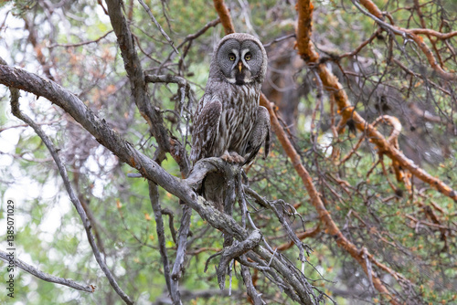 Obraz na płótnie Great gray owl sitting on a tree branch close up w salonie