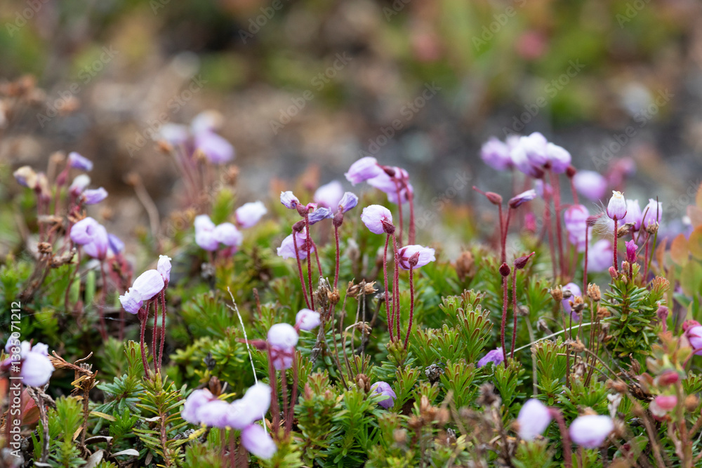 Blooming Phyllodoce in the tundra in summer close up
