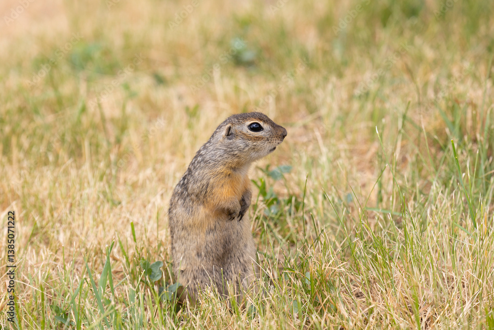 Speckled ground squirrel animal standing in the grass eating something