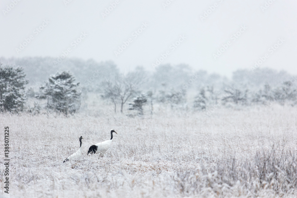 Two Japanese cranes stand on a snowy field. Winter. Kunashir. Russia