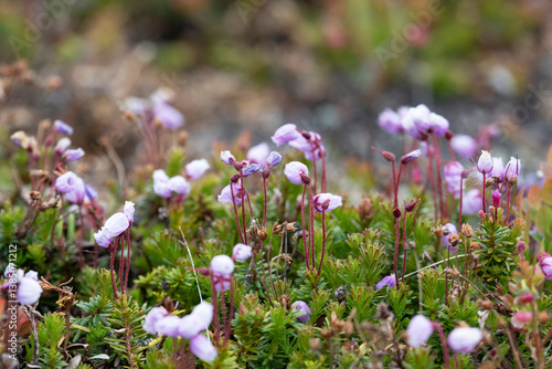 Blooming Phyllodoce in the tundra in summer close up
