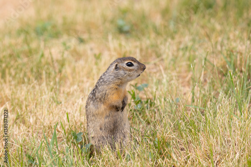 Obraz na płótnie Speckled ground squirrel animal standing in the grass eating something w salonie
