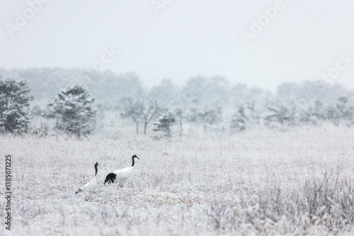 Obraz na płótnie Two Japanese cranes stand on a snowy field. Winter. Kunashir. Russia w salonie