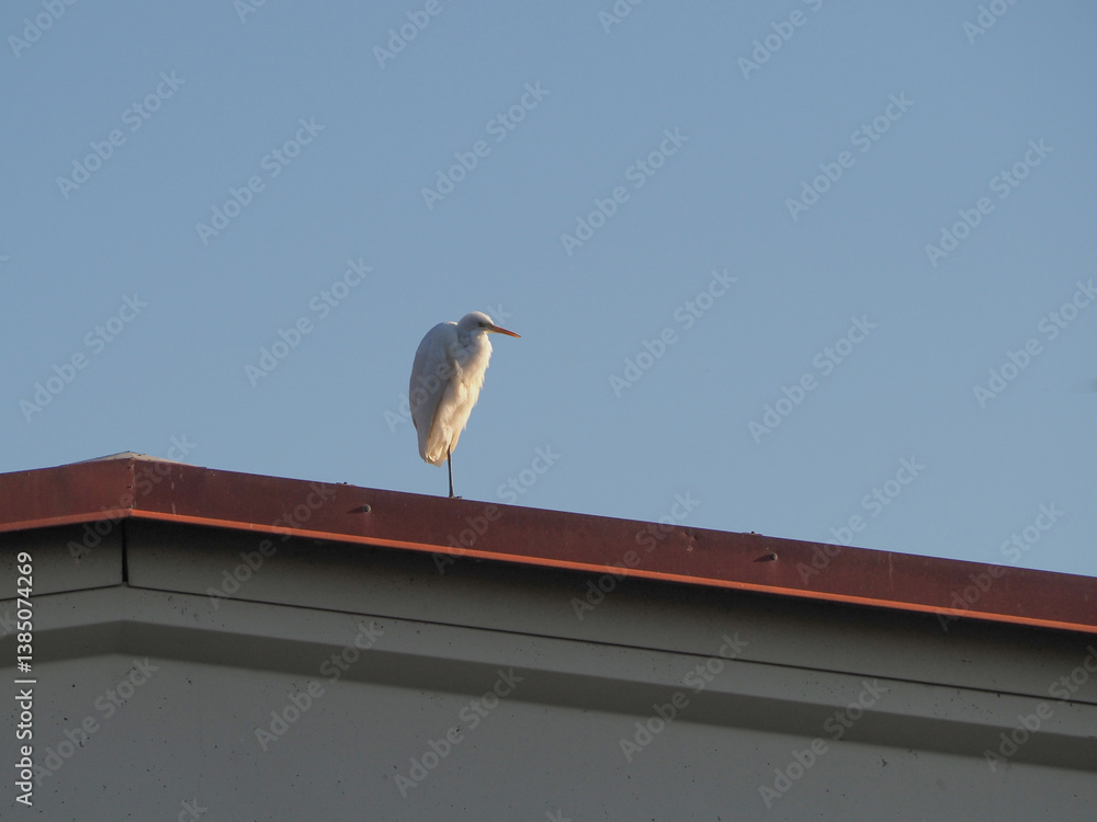 white egret heron scient. class. Egretta bird animal white egret heron scient. class. Egretta bird animal