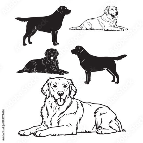 dog labrador retriever