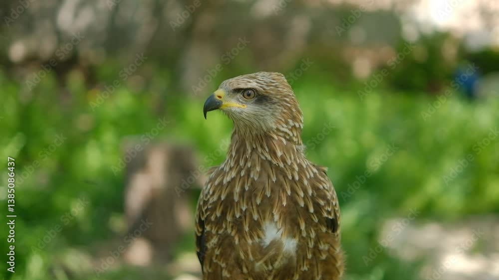 Portrait of a hawk in captivity Portrait of a hawk in captivity