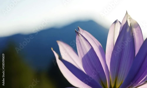 Flower with color dominant purple for background