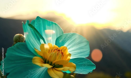 flower with dominant color aqua blue in the sun for background