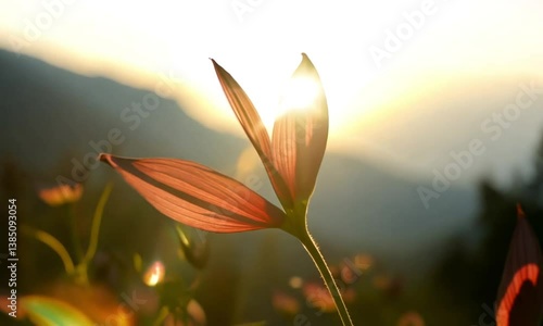 deep red flower in the field