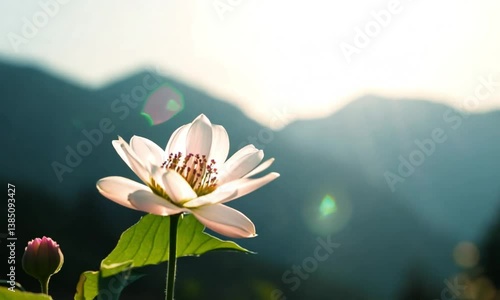 lotus flower with color champagne pink in the garden
