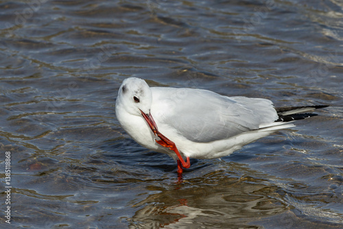 左脚で嘴を掻くユリカモメ