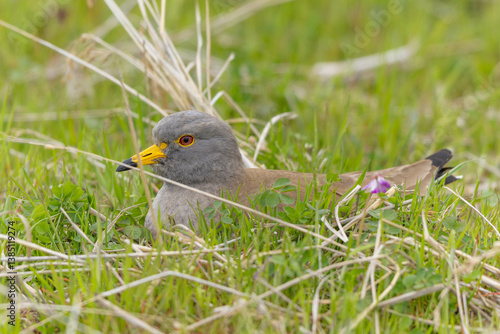 草に埋もれるケリ
