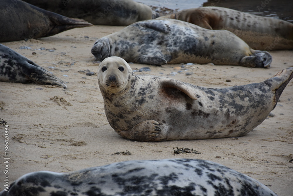 A group of seals resting on the beach at Horsey Gap, Norfolk. The image captures the unique beauty of these animals as they bask in the sun and prepare to give birth. A group of seals resting on the beach at Horsey Gap, Norfolk. The image captures the unique beauty of these animals as they bask in the sun and prepare to give birth.