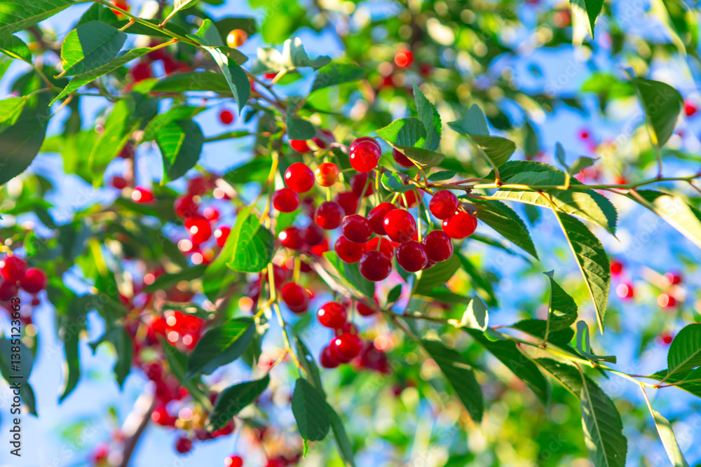 Ripe cherries hang heavy on the branches, a bounty of summer. Lush green leaves frame clusters of vibrant red cherries