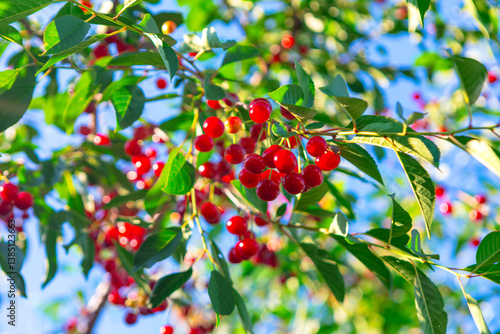Obraz na płótnie Ripe cherries hang heavy on the branches, a bounty of summer. Lush green leaves frame clusters of vibrant red cherries w salonie