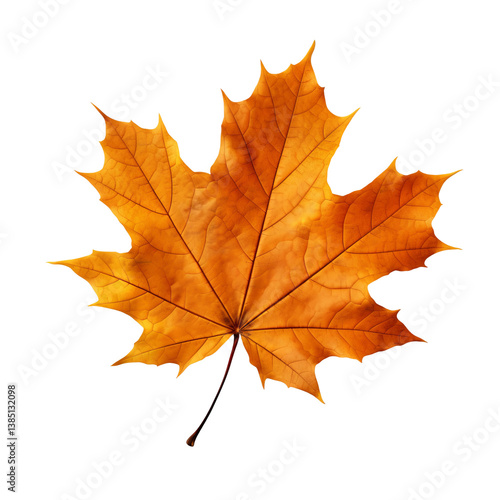 Wallpaper Mural maple leaf isolated on white Torontodigital.ca