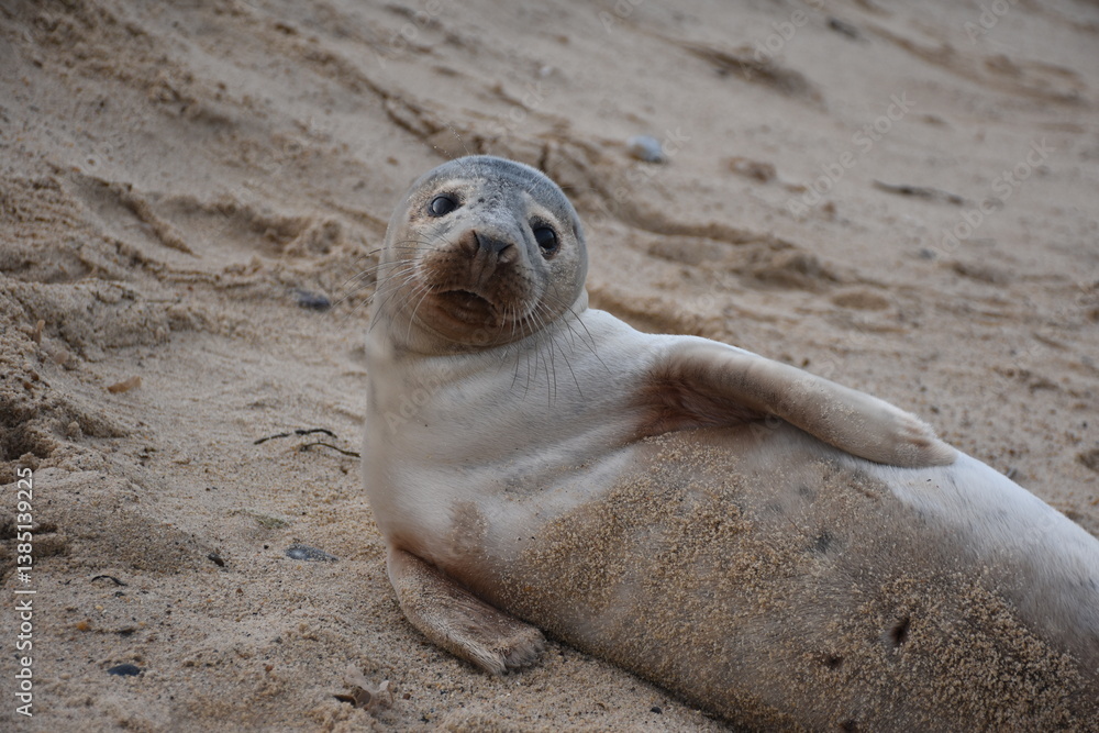Adorable baby seal resting on the sandy beach, showcasing its unique features and playful nature in a natural habitat. Adorable baby seal resting on the sandy beach, showcasing its unique features and playful nature in a natural habitat.
